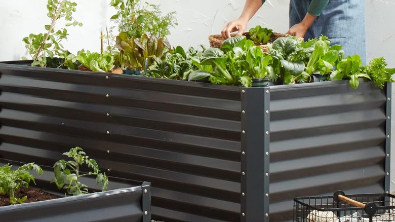 Woman tending to plants inside a large planter box