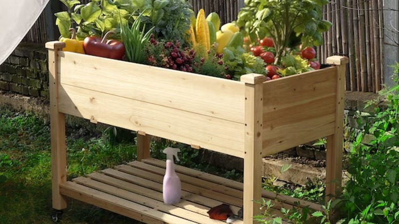 A wood garden bed holding grown fruits and veggies