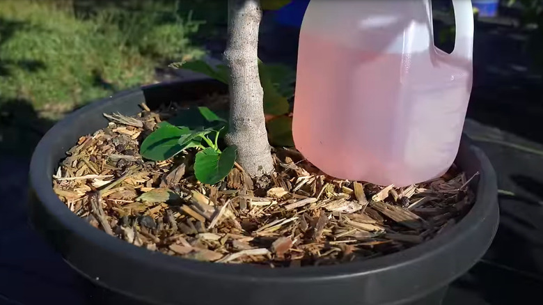 Homemade drip irrigation system