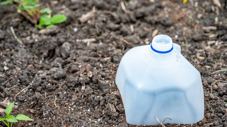 Milk jug half used as plant-protecting plastic cloche