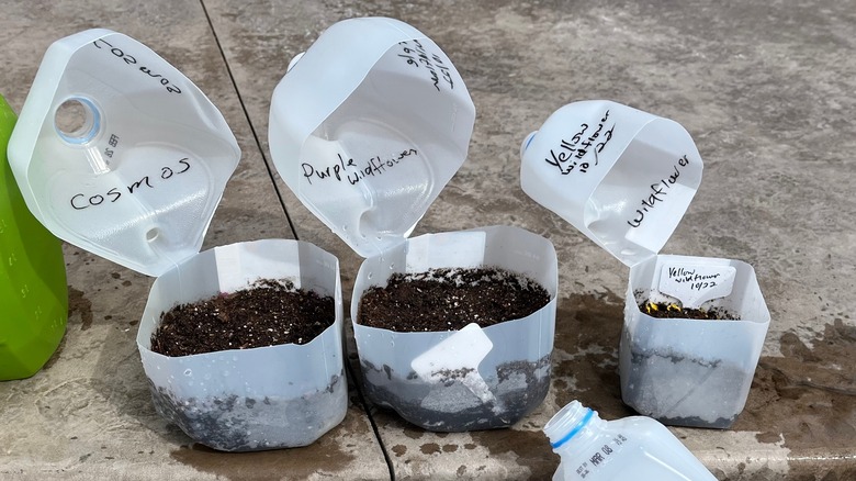 Milk-jug greenhouses for winter-sown seeds