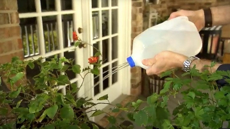 Milk jug upcycled into a watering can