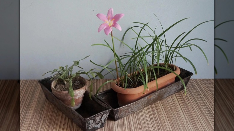 Old bread pans used as drip pans underneath two plant pots.