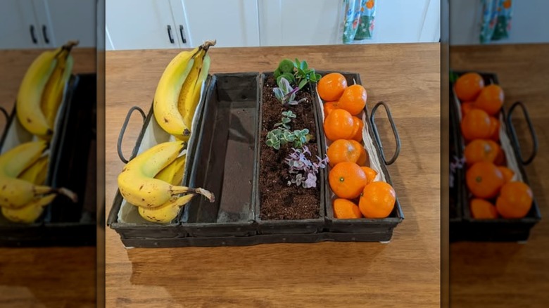 A loaf pan filled with bananas, mandarins and small potted plants.