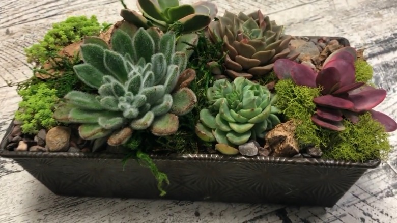 An old bread pan acts as a planter for a collection of succulents