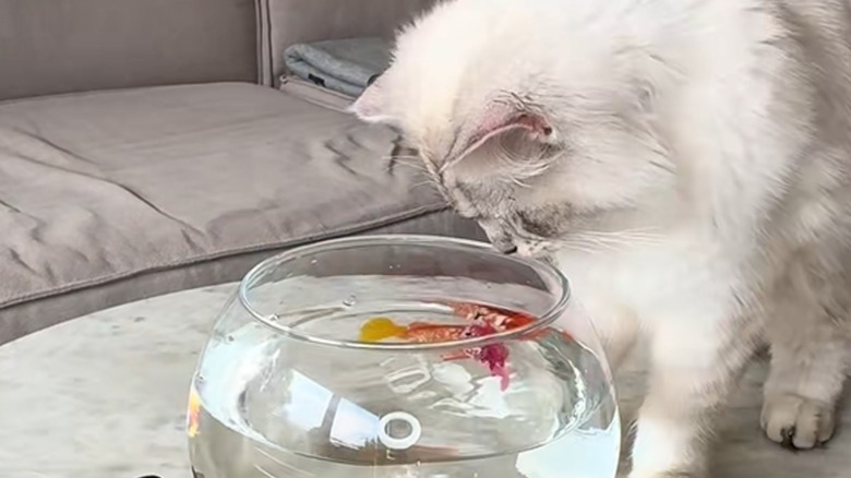 White cat looking at fishbowl filled with toy moving fish