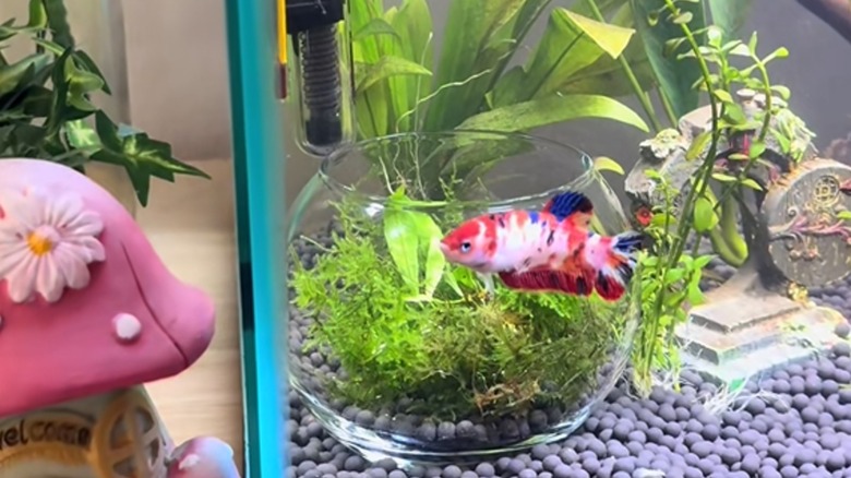 Live fish swimming in large tank with small decorative glass vase and live plants