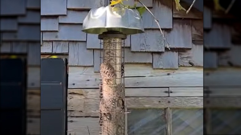 Hanging wire bird feeder with Bundt cake pan roof topper