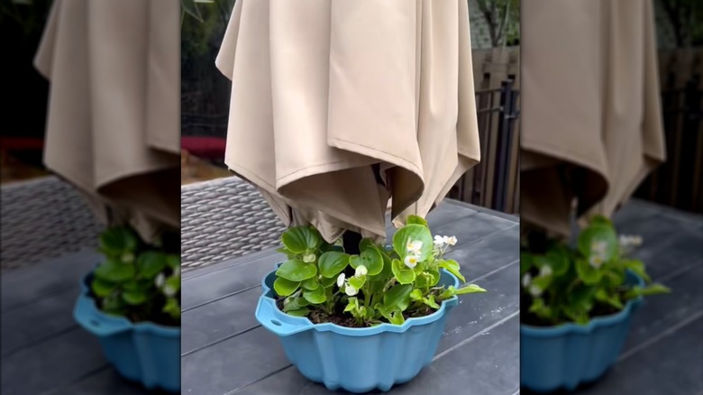 Blue cake pan with blooming plants and beige umbrella on outdoor table