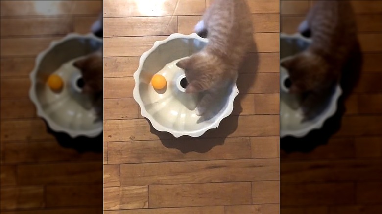 Small kitten playing with orange ball in Bundt pan on wood floor