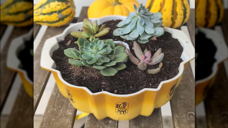 Various succulent varieties in soil in upcycled vintage cake pan