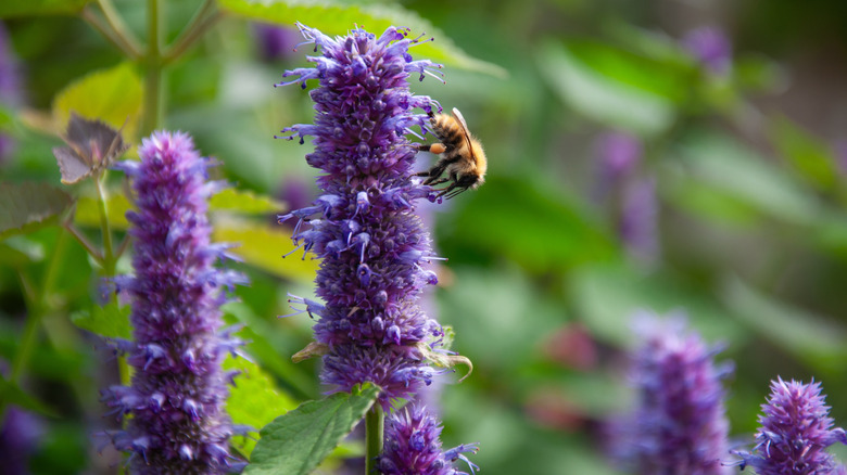 A bee on purple anise hyssop flowers