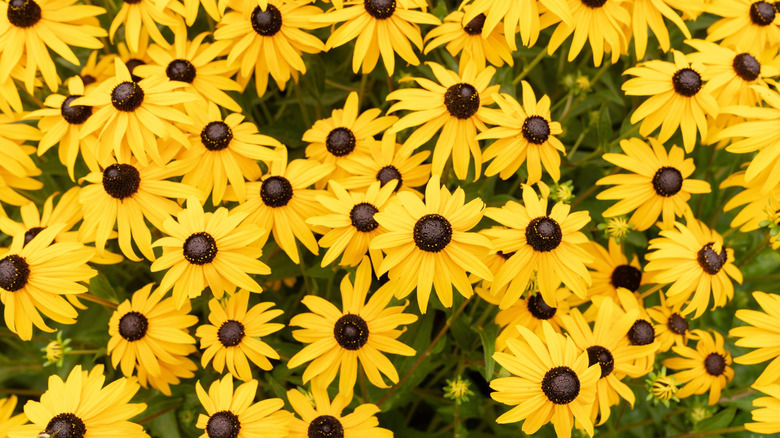 A group of black-eyed Susan flowers
