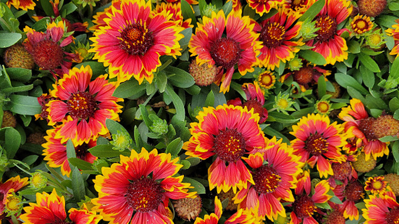 Red and yellow blanket flowers