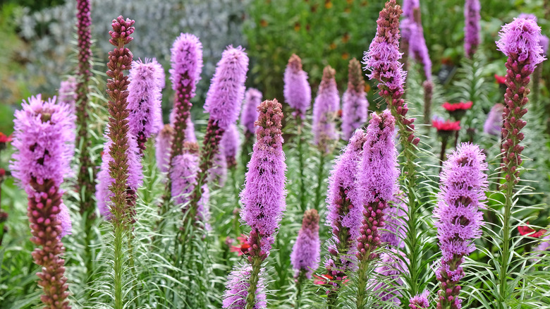 A group of purple blazing star flowers