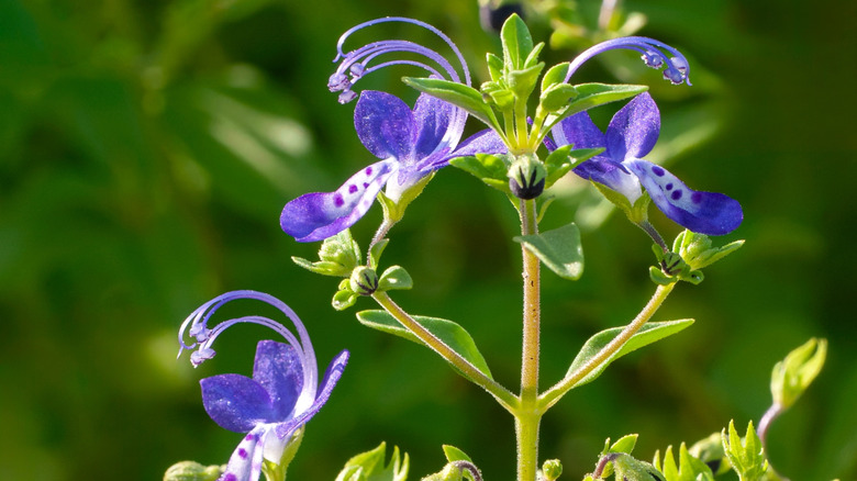 A close-up of blue curl flowers