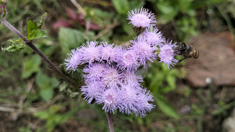 Blue mistflowers with a bee latched onto them