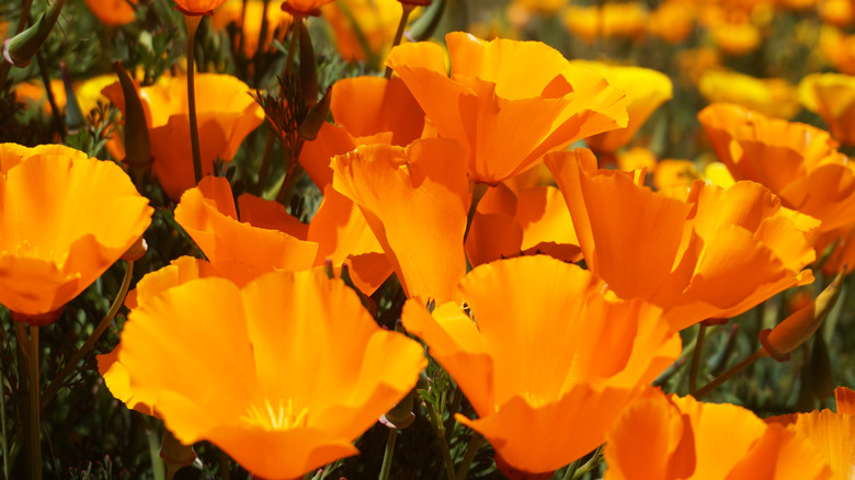 A group of California poppy flowers