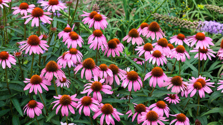 A group of pink coneflowers
