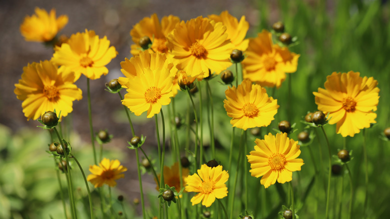 Yellow coreopsis flowers