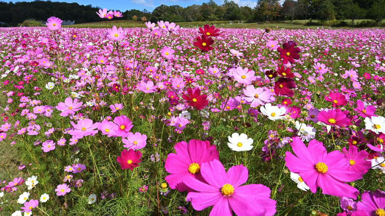 A field of pink and white cosmos flowers