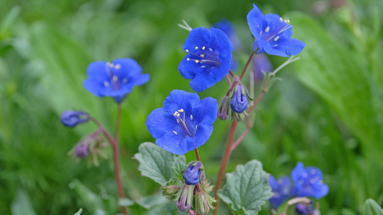 A close-up of desert bluebell flowers