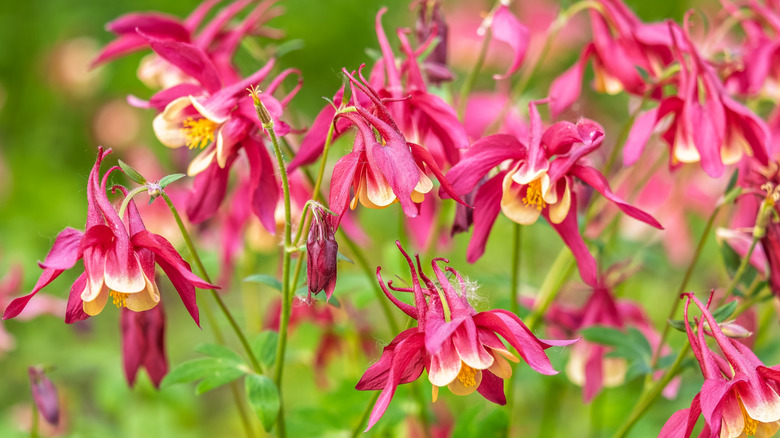 A group of red columbine flowers