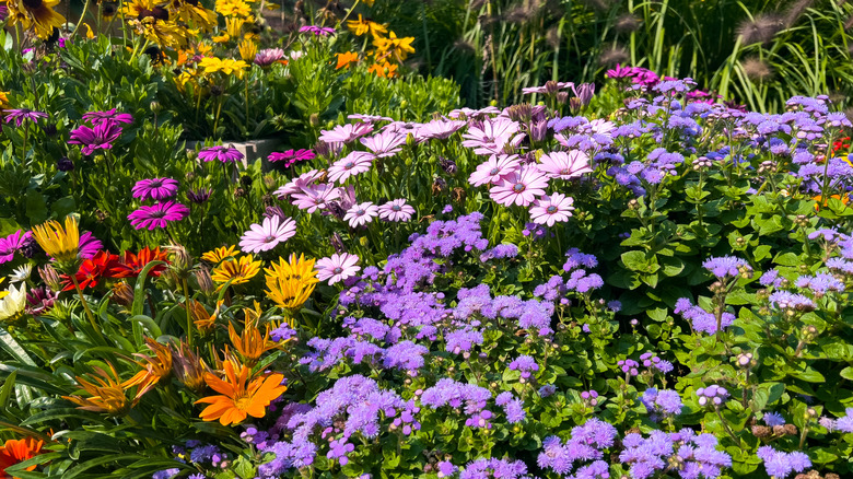A variety of colorful flowers