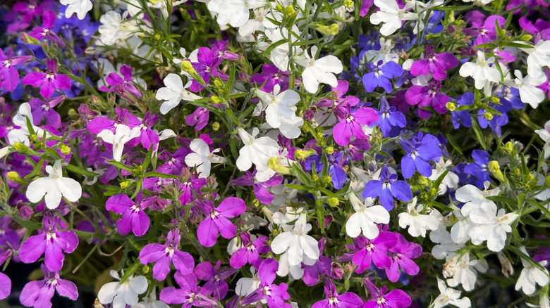 A group of purple, white, and blue lobelia flowers