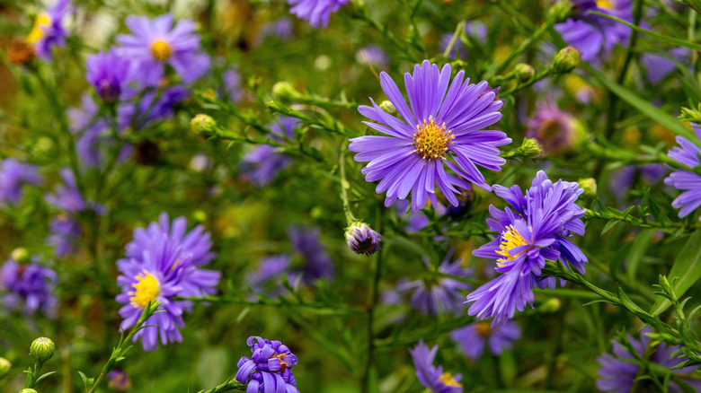 A group of purple New England aster flowers