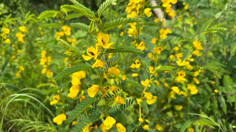A group of yellow partridge pea flowers