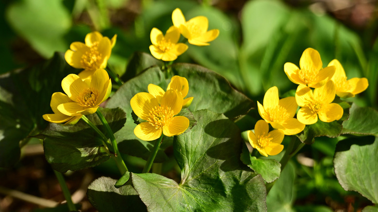 A cluster of yellow swamp marigold flowers