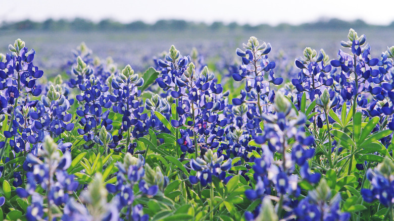 A group of Texas bluebonnet flowers