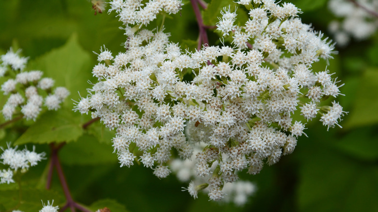A closeup of white snakeroot flowers