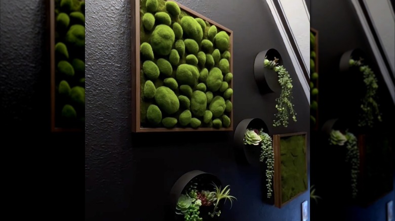 Framed mossy rocks and succulent planters hang on a black wall