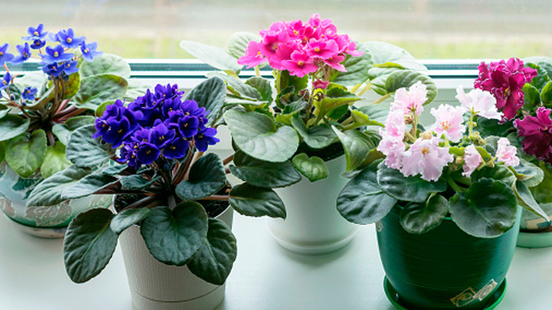 A sunny windowsill with five pots of different colored African violets.