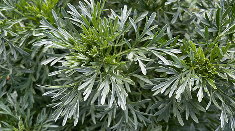 A bushy artemesia with silvery green, long leaves.