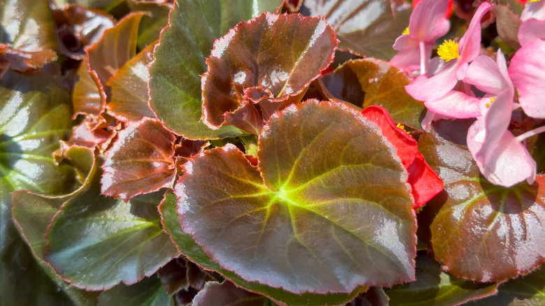 Close-up of the variegated heart-shaped leaf of a wax begonia, with pink and red blooms.