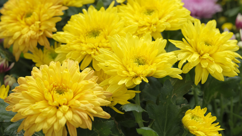 A close-up of a cluster of bright yellow chrysanthemums.