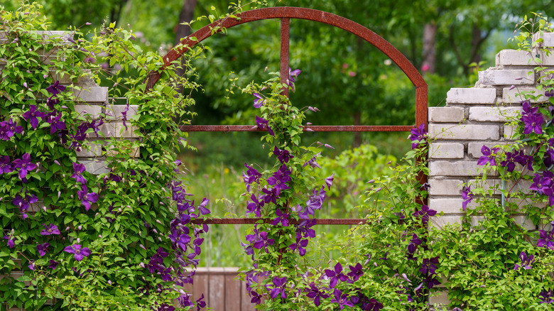 Purple clematis vines climb a gate in a Japanese-style garden.