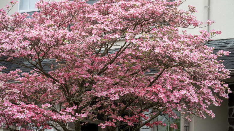 A pink flowering dogwood with widespread branches stands in front of a house.