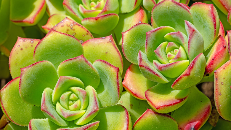 Close up of bright green echevaria succulent plants with leaves rimmed with red.