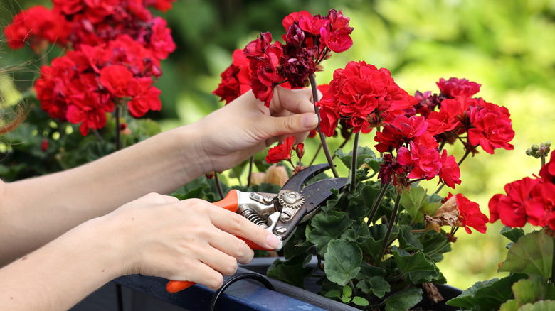 Hands trim a stem of a flowering red geranium.