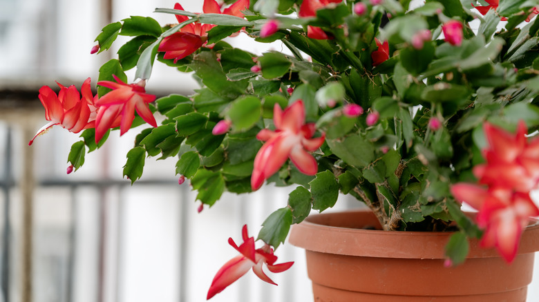 A holiday cactus with bright red blooms.
