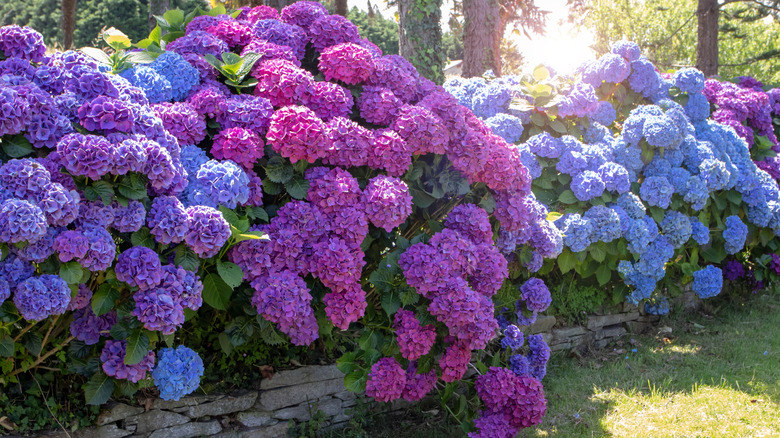 A hedge of purple and blue hydrangeas in full bloom.