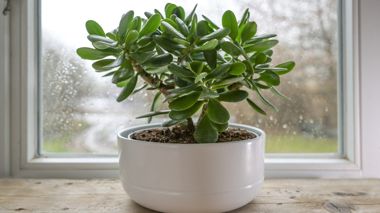A potted jade plant sits in a window sill.