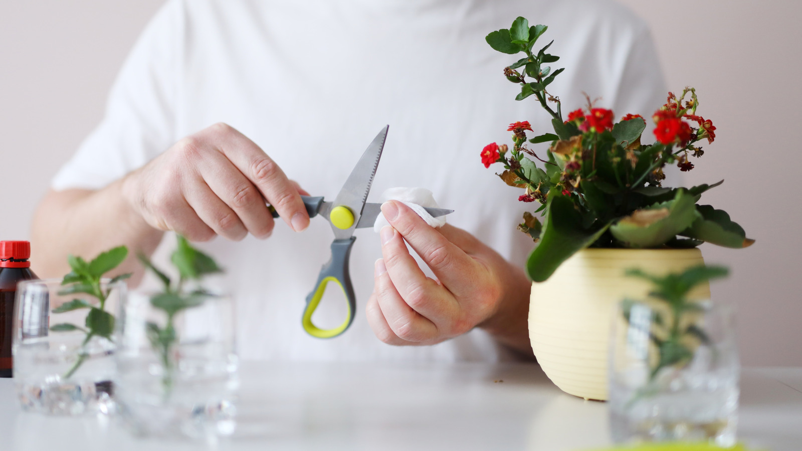 20 Gorgeous Plants You Can Easily Propagate From Cuttings