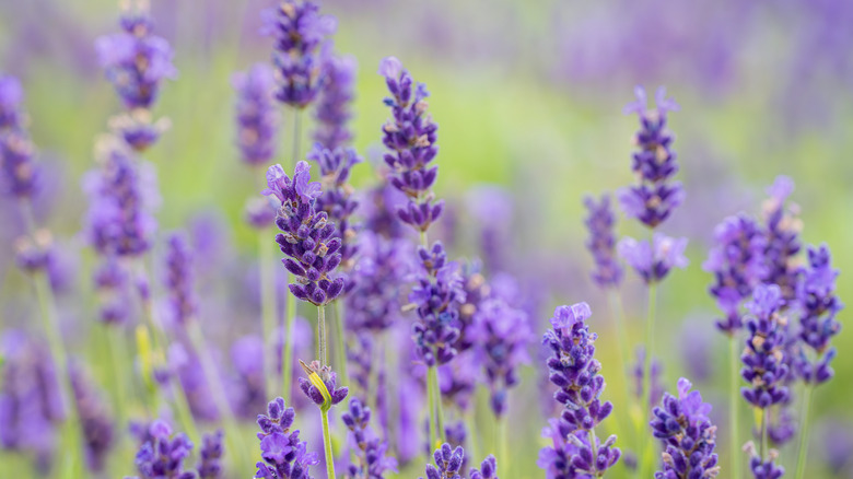 Purple stems of lavender rise up in an outdoor garden.