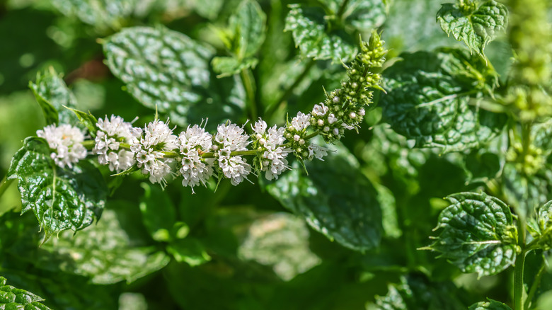Close up of the delicate white flowers and textured leaves of a mint plant in the sun.