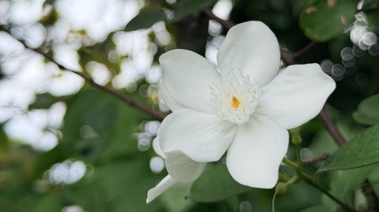 Close-up of a white, five-petaled mock orange bloom, with yellow center.